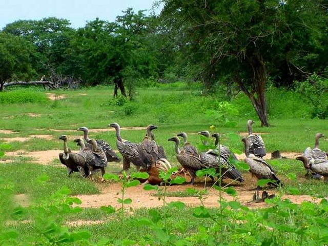 إزالة وتفجير الالغام ومخلفات الحرب بمحلية الدندر