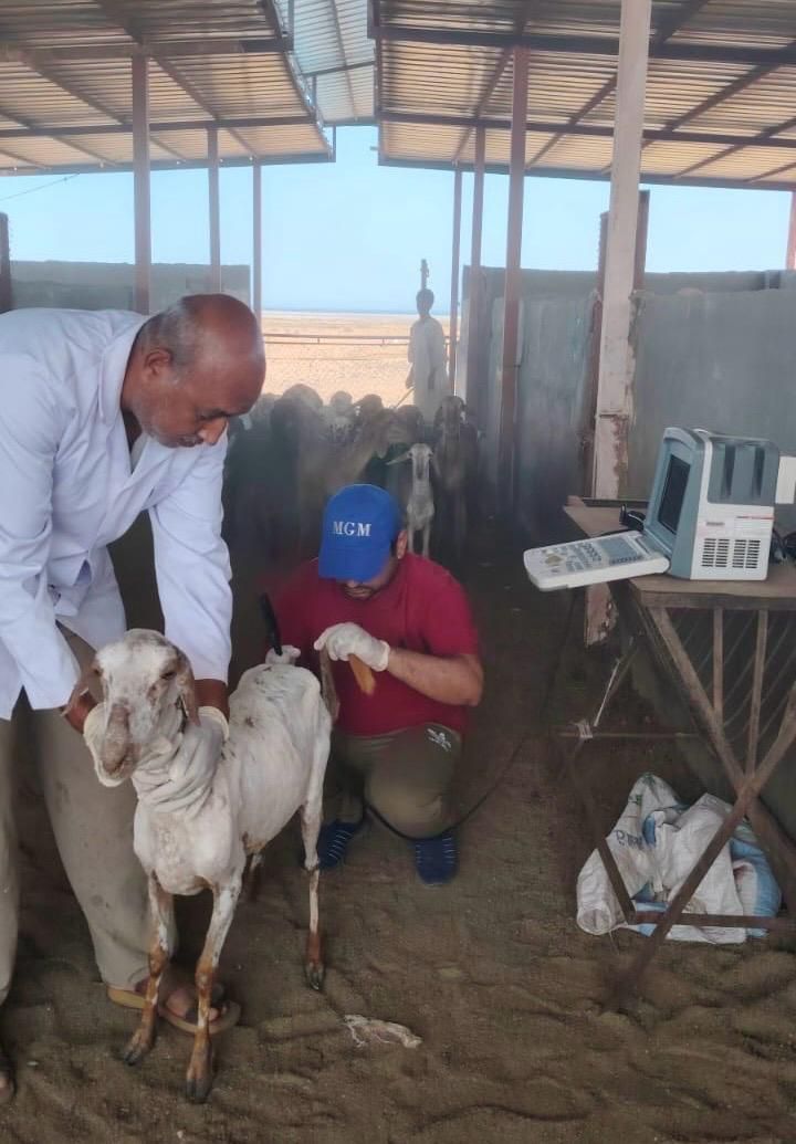 بحوث الصحراء يطبق لأول مرة تقنية السونار لتعزيز إنتاجية الثروة الحيوانية بحلايب والشلاتين