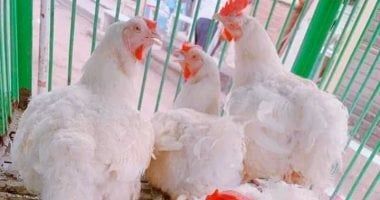 اتحاد منتجي الدواجن: الاتفاق على توريد 2000 طن دواجن دفعة أولى