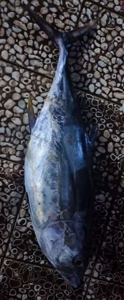 عرض حوت ثمد صغير بمليون ريال في عدن