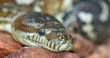 صائد ثعابين هندي يموت بسبب "كوبرا".. اعرف الإسعافات الأولية للدغات السامة