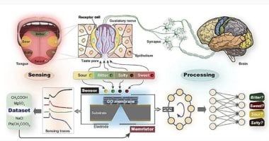 تكنولوجيا: اللسان الاصطناعى الأكثر دقة فى العالم.. يحاكى التذوق البشرى باستخدام الـ AI