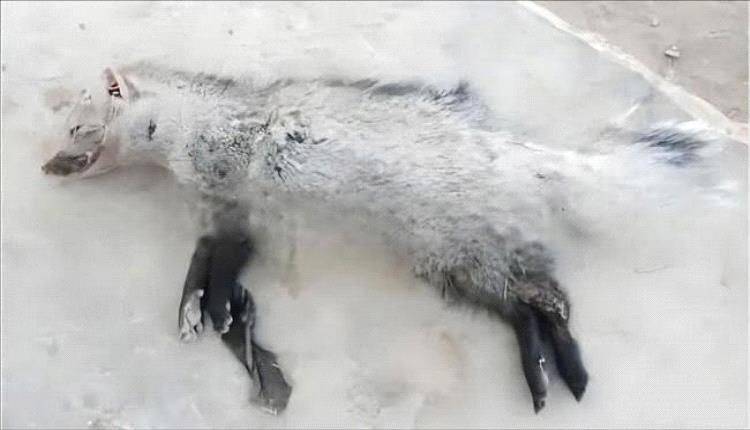 يُنتج أغلى أنواع العطور في العالم...كلب في أبين يقود للكشف عن تواجد حيوانٍ نادرٍ