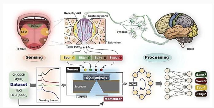 تكنولوجيا: اللسان الاصطناعى الأكثر دقة فى العالم.. يحاكى التذوق البشرى باستخدام الـ AI