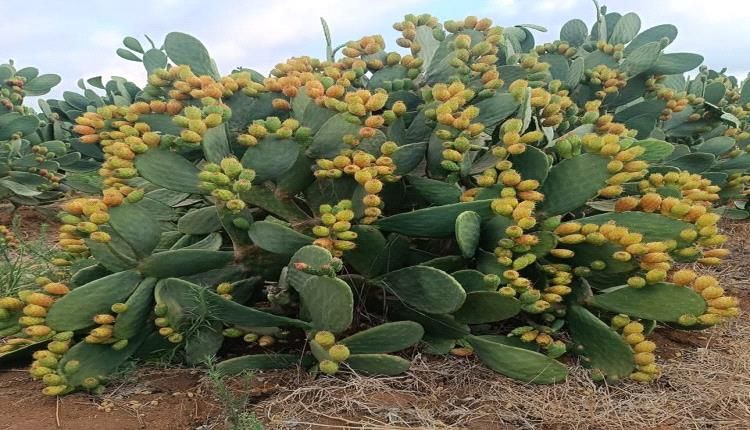 فوائد التين الشوكي (البلس) للجسم وأضرار الإفراط في تناوله