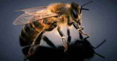 تكنولوجيا: علماء يبتكرون أول نحلة سايبورغ فى العالم مزودة بجهاز تحكم دماغى فائق الخفة