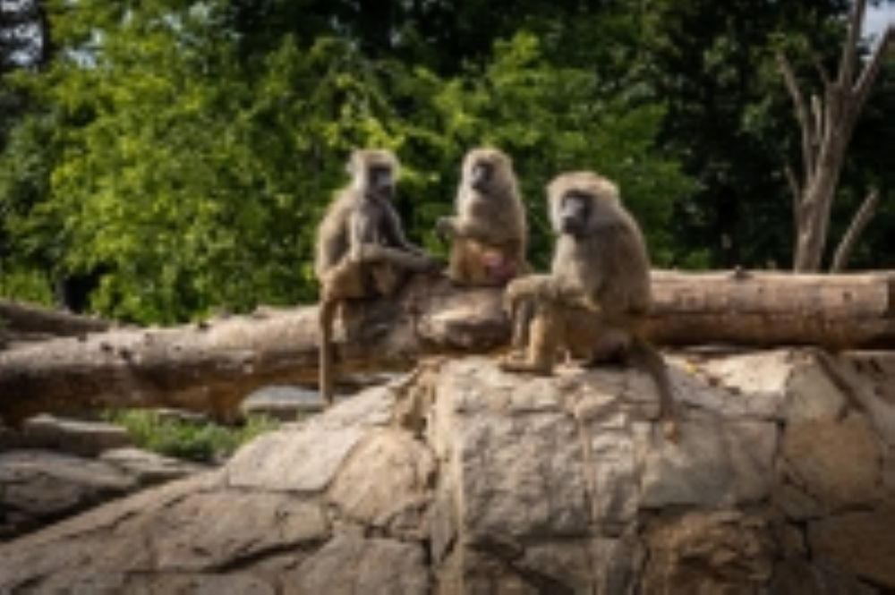 "الحياة الفطرية" توضح حقيقة ظهور قرود البابون في الرياض - عاجل