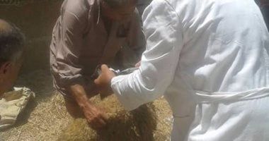 تعرف على تفاصيل الأسبوع الأول لحملة تحصين الماشية ضد الحمى القلاعية