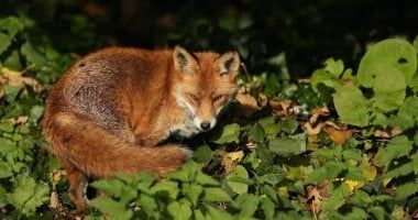 دراسة: تزايد حالات الإصابة بـ"داء الثعلب" فى أوروبا