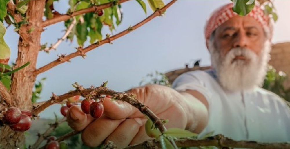 لرفع كفاءتها بنسبة 30%.. إطلاق مشروع نوعي لتطوير زراعة أشجار البن