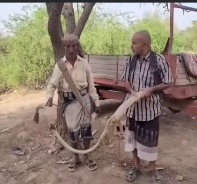 أبين: مسن يقتل ثعبان ضخم .. صورة