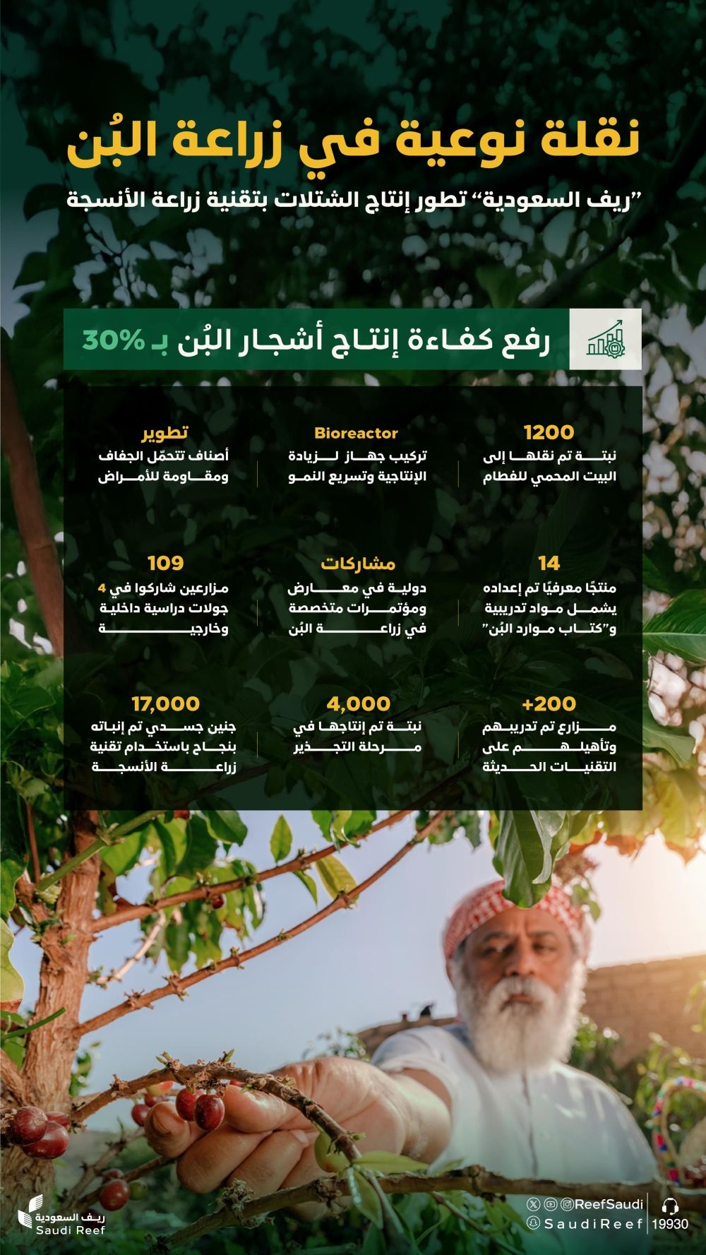 لرفع كفاءتها بنسبة 30%.. إطلاق مشروع نوعي لتطوير زراعة أشجار البن