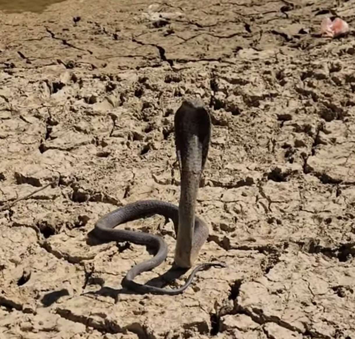 ظهور اخطر كوبرا في اليمن وصياد شهير ينجح بالامساك بها بعد محاولات خطيرة كادت تقتله