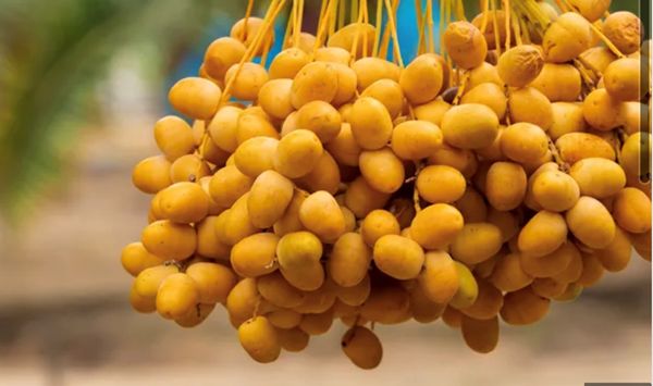 هيئة أبوظبي للزراعة والسلامة الغذائية تصدر دليلاً علمياً وعملياً لأصناف الرطب في الإمارة