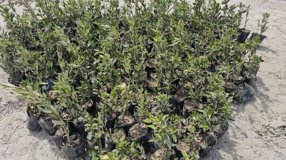 بينها الشرقية..  نجاح 3 مشاريع كبرى لاستزراع المانجروف في 3 مناطق