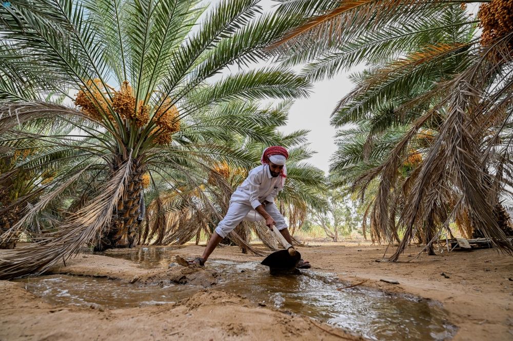 موسم "الخرفة".. مزارع النخيل في العقيق تنتج 40 طنًّا سنويًّا