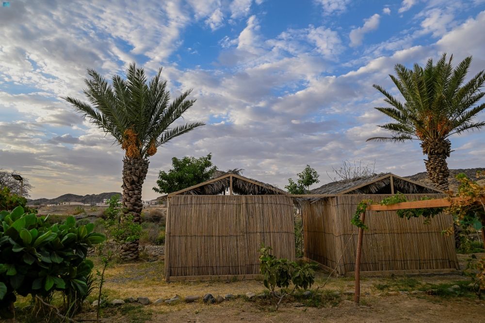 موسم "الخرفة".. مزارع النخيل في العقيق تنتج 40 طنًّا سنويًّا