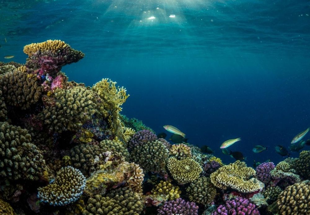 الأكبر في العالم.. "كاوست" تطلق نموذجًا رائدًا لتسريع استعادة الشعب المرجانية