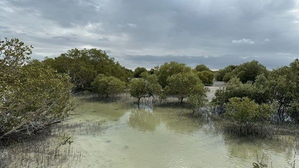 آمنة الضحاك : نجدد الالتزام بحماية النظم البيئية لأشجار القرم