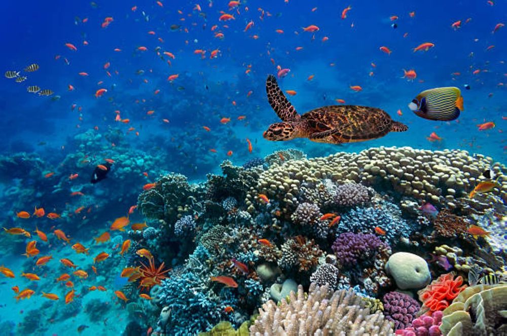 الأكبر في العالم.. "كاوست" تطلق نموذجًا رائدًا لتسريع استعادة الشعب المرجانية