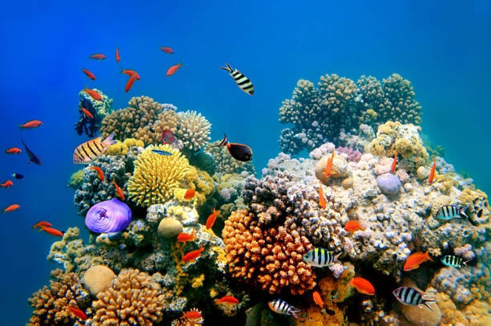 الأكبر في العالم.. "كاوست" تطلق نموذجًا رائدًا لتسريع استعادة الشعب المرجانية