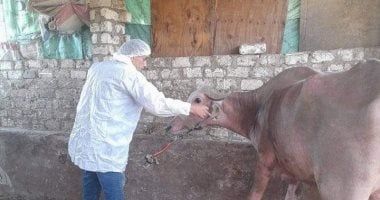 تحصين 42 ألف رأس ماشية فى الجيزة ضمن الحملة القومية للحفاظ على الثروة الحيوانية