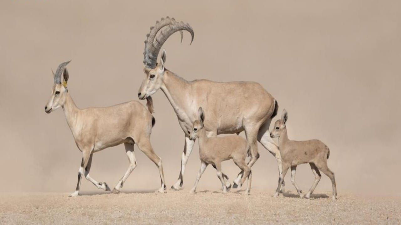 محمية الأمير محمد بن سلمان الملكية تحتفي بولادة أول وعلين نوبيين.. صور