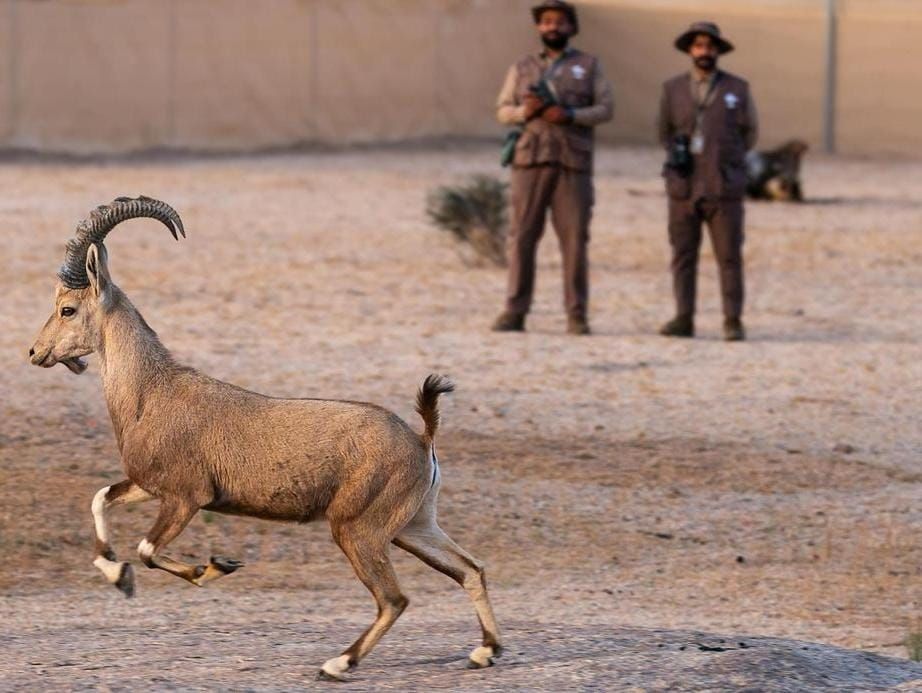 محمية الأمير محمد بن سلمان الملكية تحتفي بولادة أول وعلين نوبيين.. صور