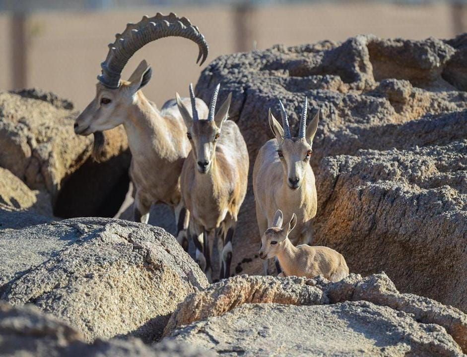 محمية الأمير محمد بن سلمان الملكية تحتفي بولادة أول وعلين نوبيين.. صور