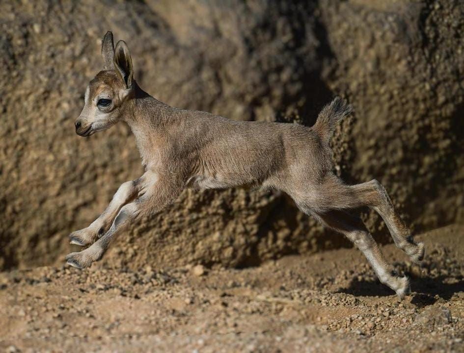 محمية الأمير محمد بن سلمان الملكية تحتفي بولادة أول وعلين نوبيين.. صور