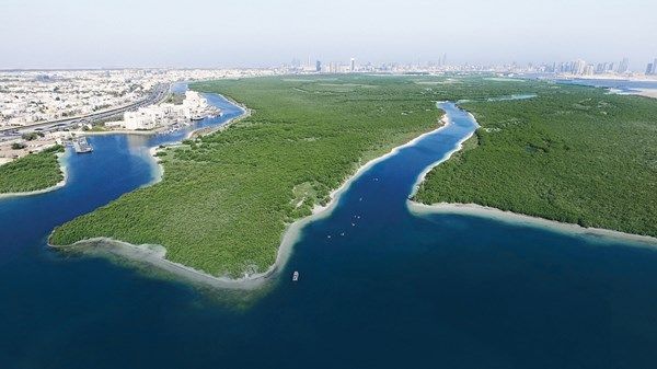 بمناسبة اليوم العالمي لصون النظم البيئية للقرم.. ريادة إماراتية في حماية غابات القرم