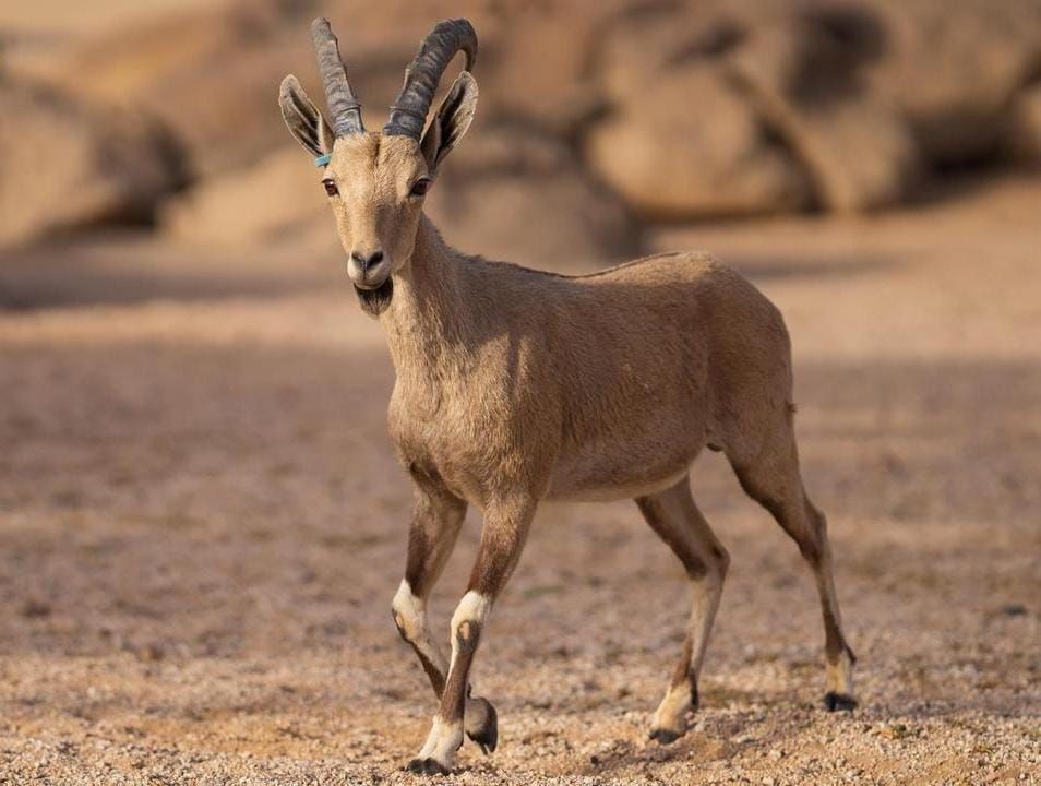 محمية الأمير محمد بن سلمان الملكية تحتفي بولادة أول وعلين نوبيين.. صور