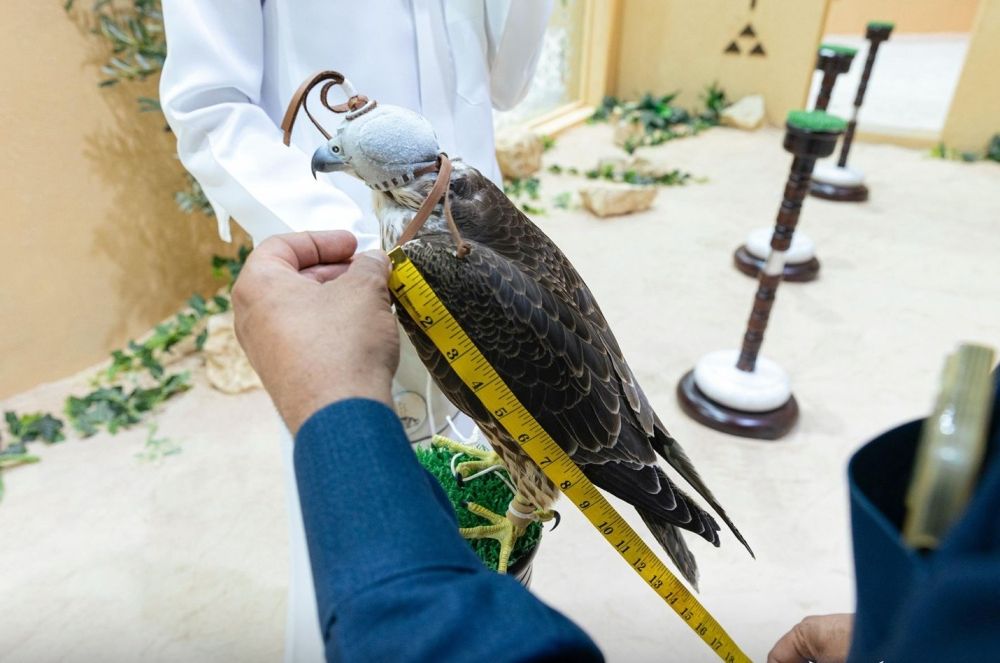 أخبار من السعودية.. "مزاد الصقور" منصة عالمية ثقافيًا واقتصاديًا تعززها الصفقات القياسية
