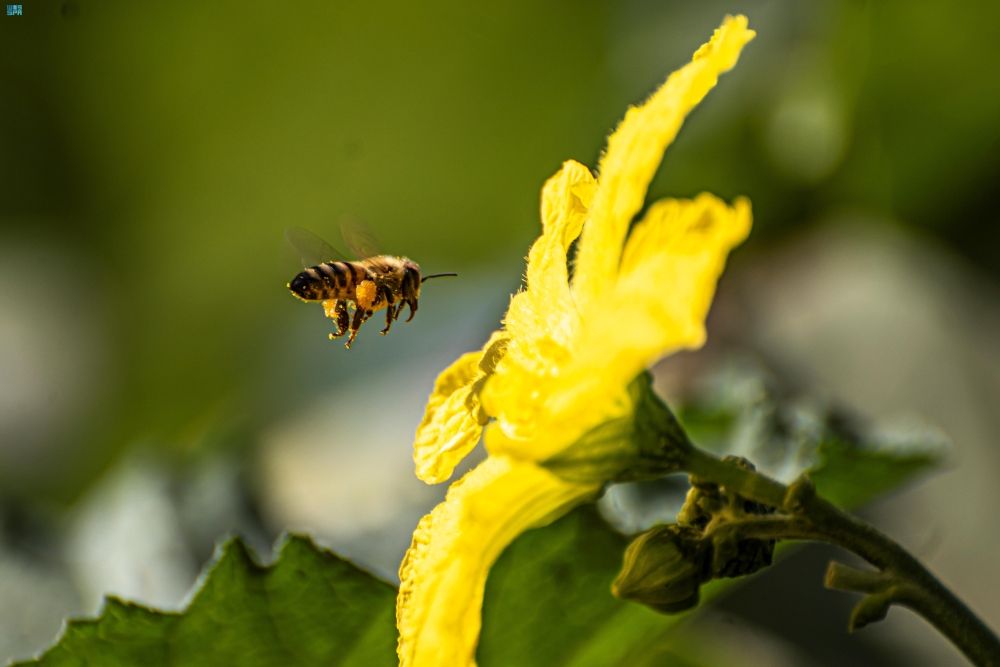 أخبار من السعودية.. خبيرة: سم النحل يستخدم لعلاج الالتهابات والمناعة الذاتية بإشراف متخصص