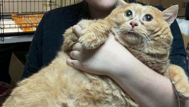 قط سمين يشعل السياحة في جزيرة يونانية بسبب صوره المنتشرة على مواقع التواصل