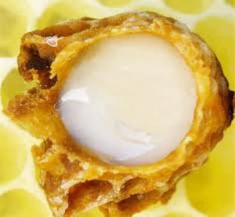 أخبار من السعودية.. خبيرة: سم النحل يستخدم لعلاج الالتهابات والمناعة الذاتية بإشراف متخصص