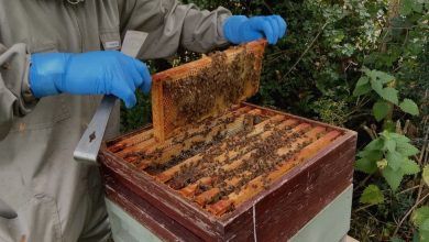 عبد الله يروي قصة بيع العسل منذ الطفولة ويكشف تاريخ المحل الممتد لأكثر من 55 عامًا