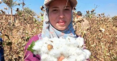 بدء موسم جنى القطن فى الفيوم أول أغسطس وسط استعدادات مكثفة