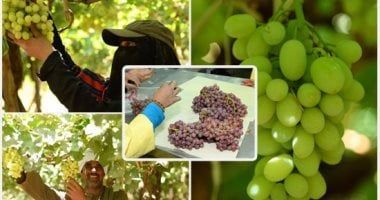 فتح 8 أسواق تصديرية جديدة لمحاصيل مصرية رئيسية.. اعرف التفاصيل