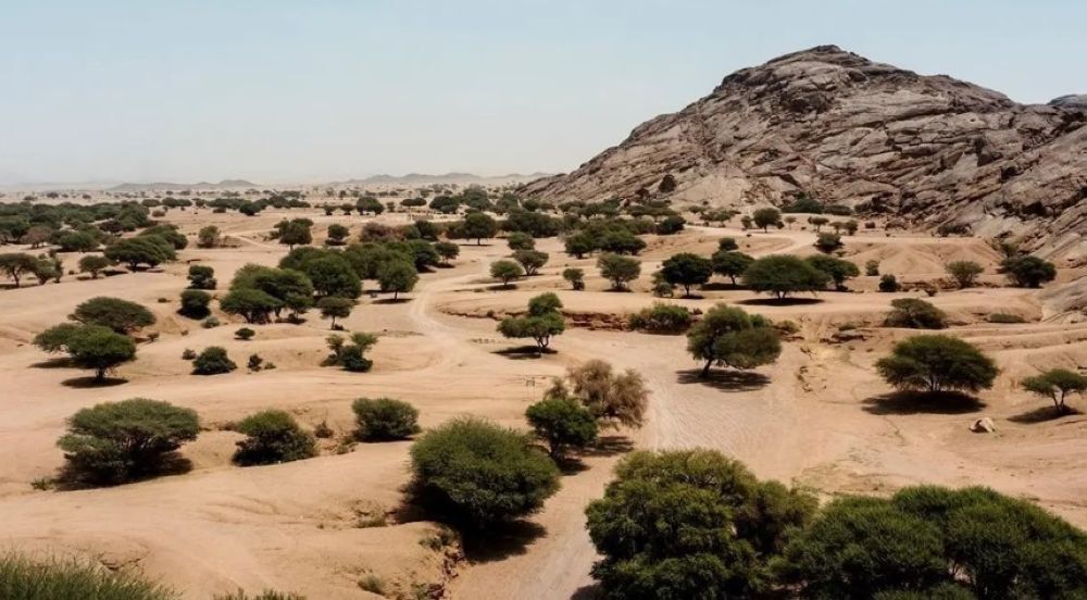 أخبار من السعودية.. 40 مليون هكتار.. كيف تتحوّل الأرض القاحلة لمساحات خضراء في السعودية؟