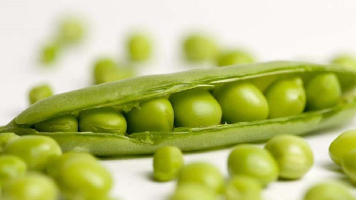 الامارات | البازلاء الخضراء كنز من الفوائد الصحية.. 7 أسباب تدعوك لإدخالها في نظامك الغذائي