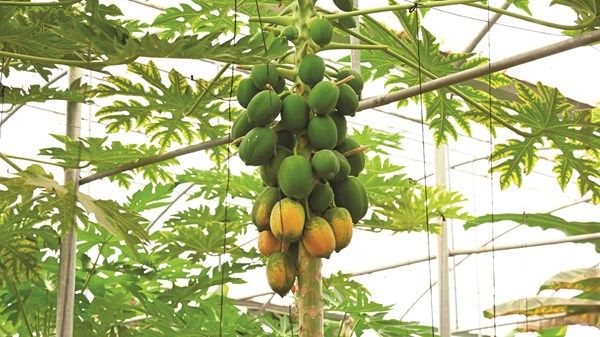 8 عوامل تحفز استخدام التقنيات الحديثة في الزراعة