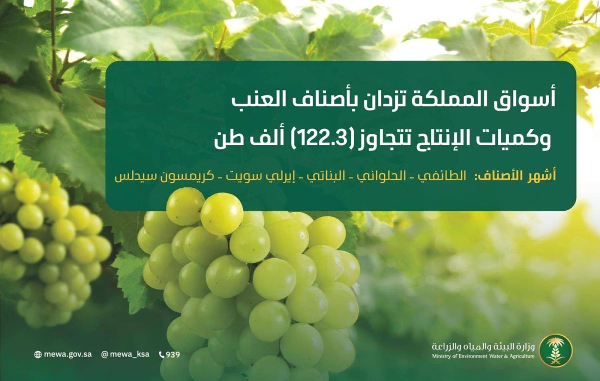 أسواق المملكة تزدان بأجود أصناف العنب