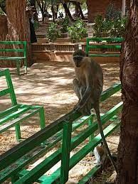 شاهد بالفيديو.. بعد عودتهم لمباشرة الدراسة.. طلاب جامعة الخرطوم يتفاجأون بوجود “قرود” الجامعة ما زالت على قيد الحياة ومتابعون: (ما شاء الله مصنددين)