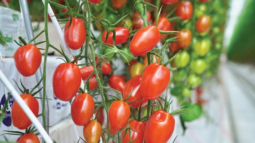 تزايد في «الحيازات النباتية».. و«العين» تتصدر