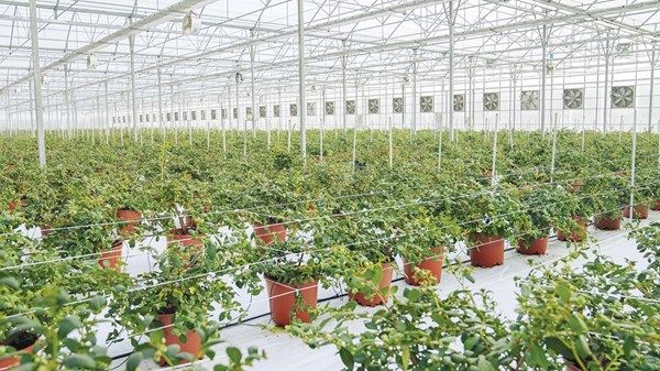 تزايد في «الحيازات النباتية».. و«العين» تتصدر