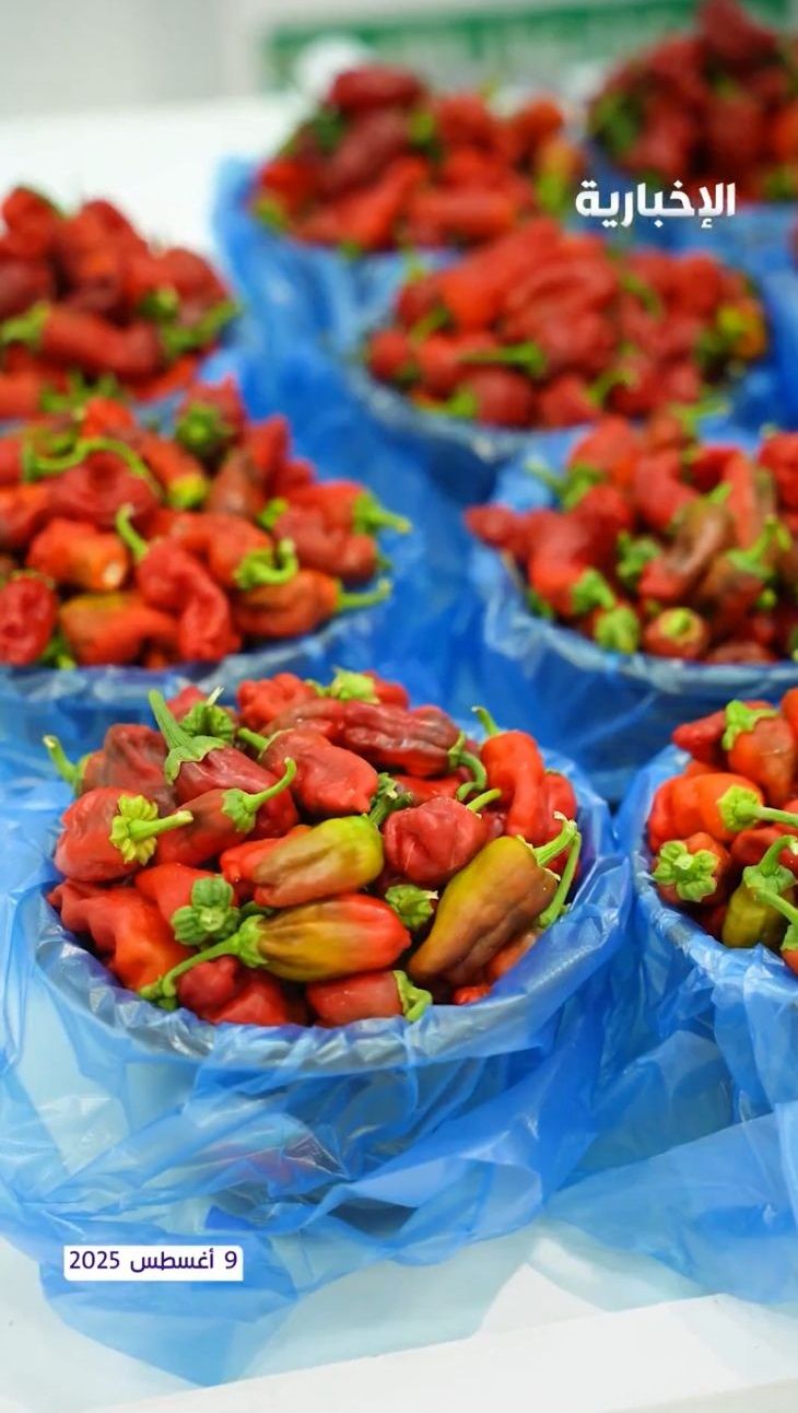 شقراء تتصدر إنتاج الفلفل في المملكة بنسبة تصل إلى 78 % .. فيديو