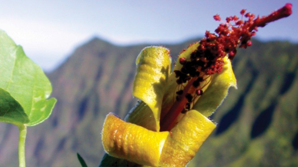 «صندوق محمد بن زايد» يعزّز ريادة الإمارات في صون التنوع البيولوجي