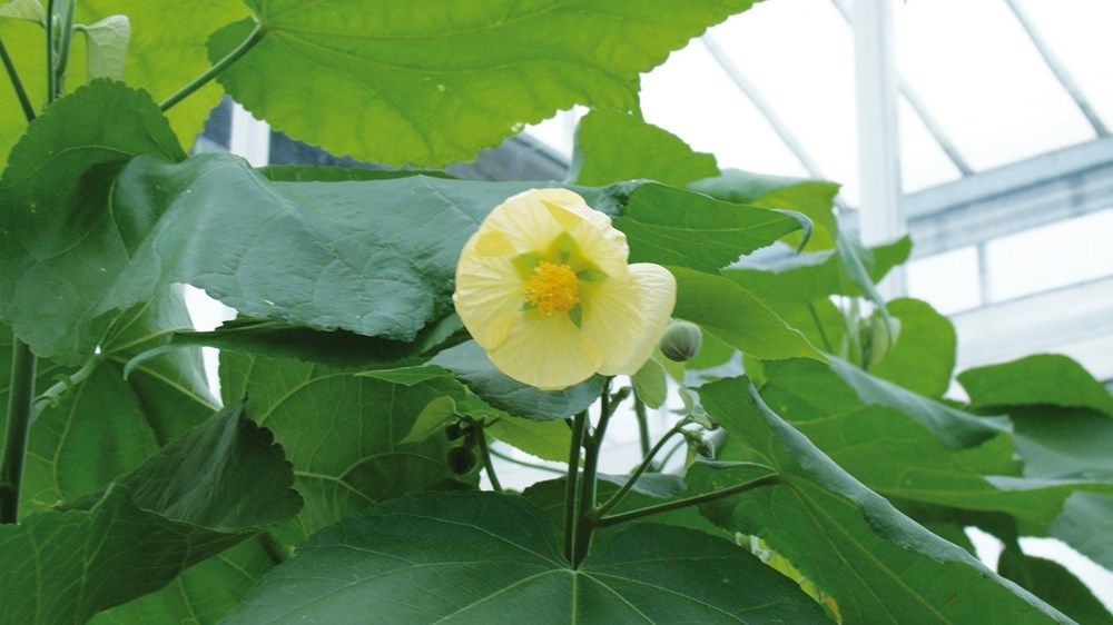 «صندوق محمد بن زايد» يعزّز ريادة الإمارات في صون التنوع البيولوجي