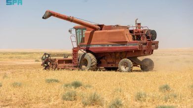 إنتهاء فترة استخدام الأراضي البعلية للموسم